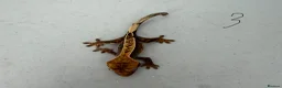 Gecko reptiles for sale:  Lilly white Crested gecko babies - Advert 12