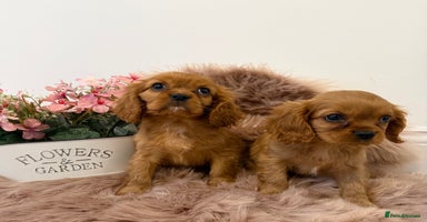 Cavalier King Charles Spaniel dogs - Advert 3
