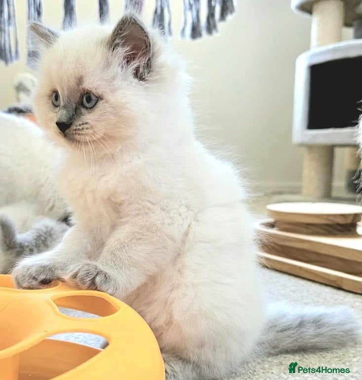 Ragdoll cats Gorgeous blue point Rag doll kitties - Advert 2