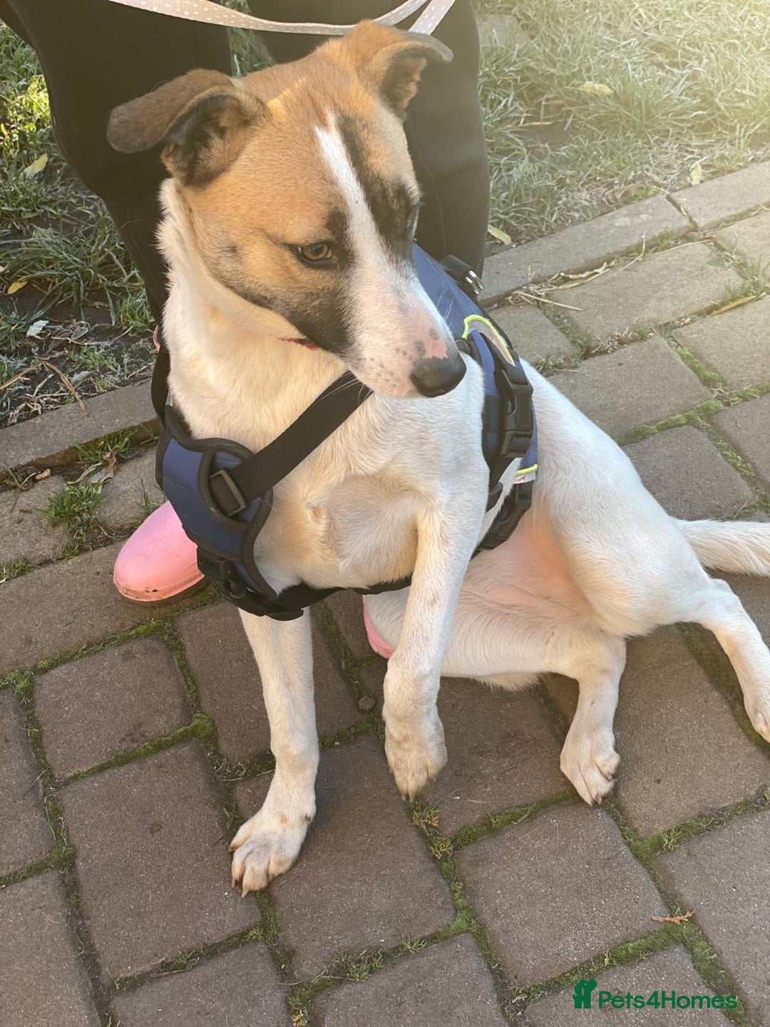 Mixed Breed dogs for adoption: 💖🐶 ZAYKA 🐶💖 - Advert 6