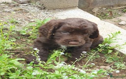 Cocker Spaniel dogs for sale: Working Cocker Spaniels  - Image 11
