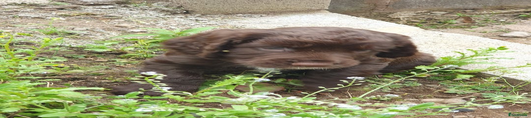 Cocker Spaniel Puppy 2