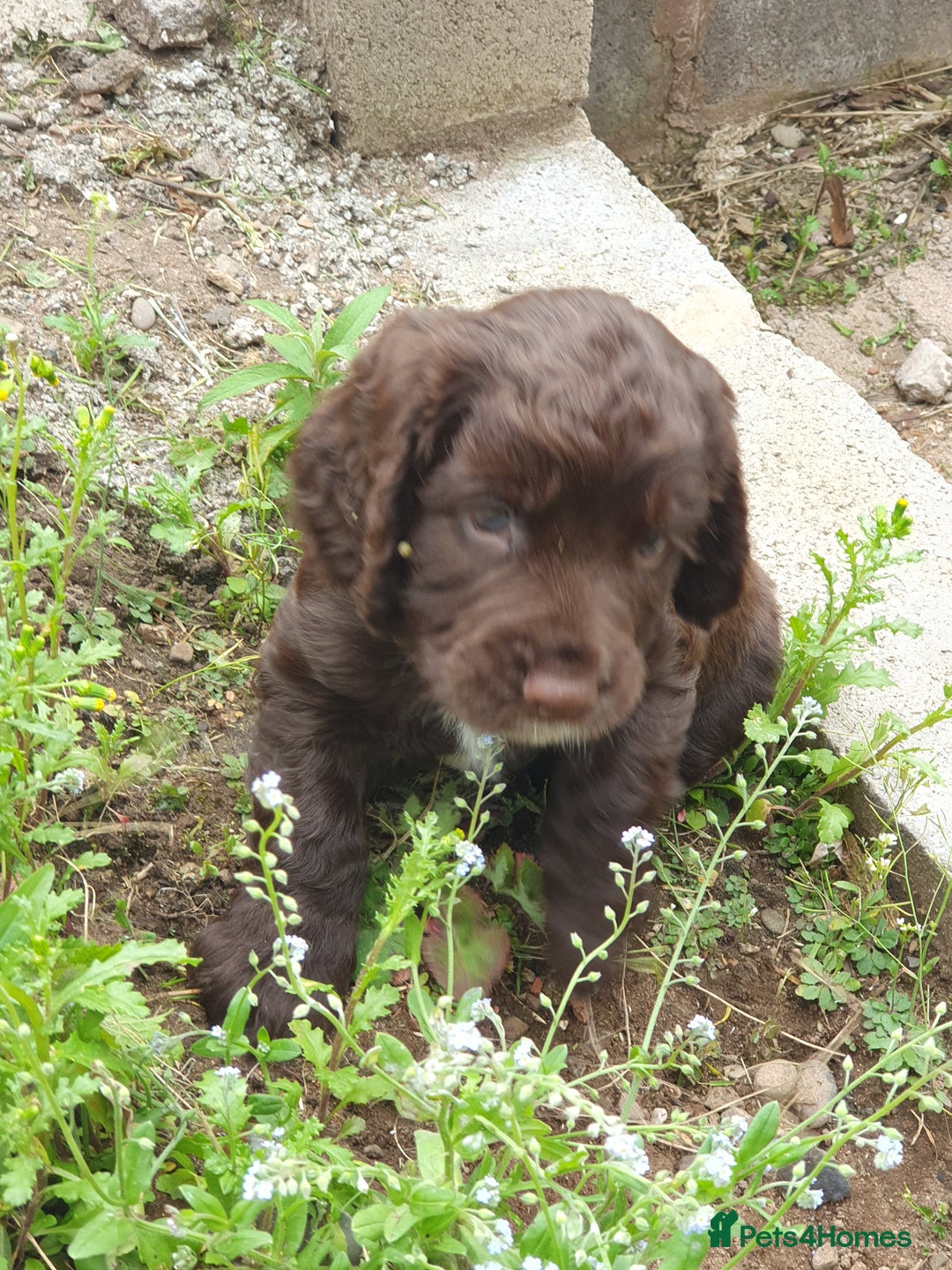 Cocker Spaniel dogs for sale: Working Cocker Spaniels  - Image 11