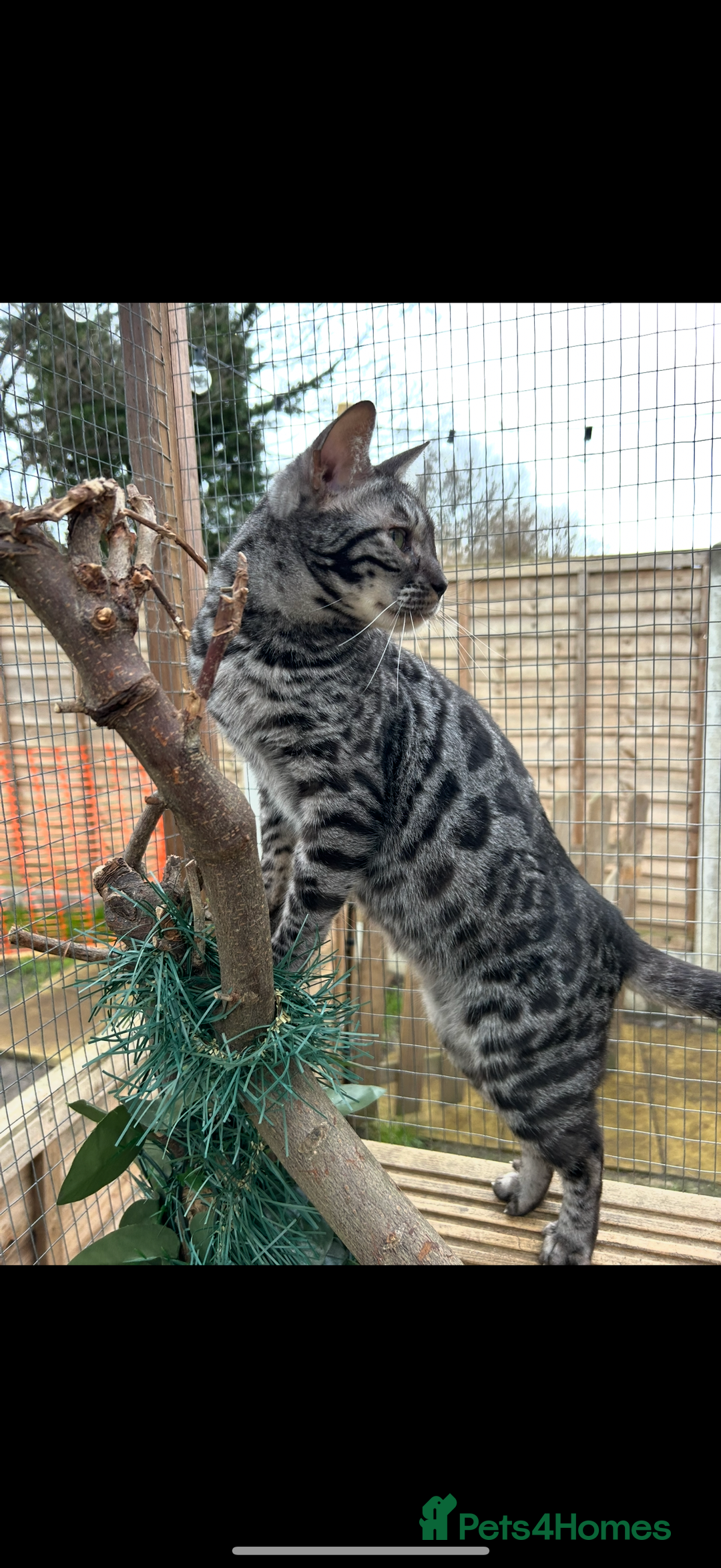 Ragdoll cats for sale: Beautiful friends ragdoll male and Bengal female  - Image 4