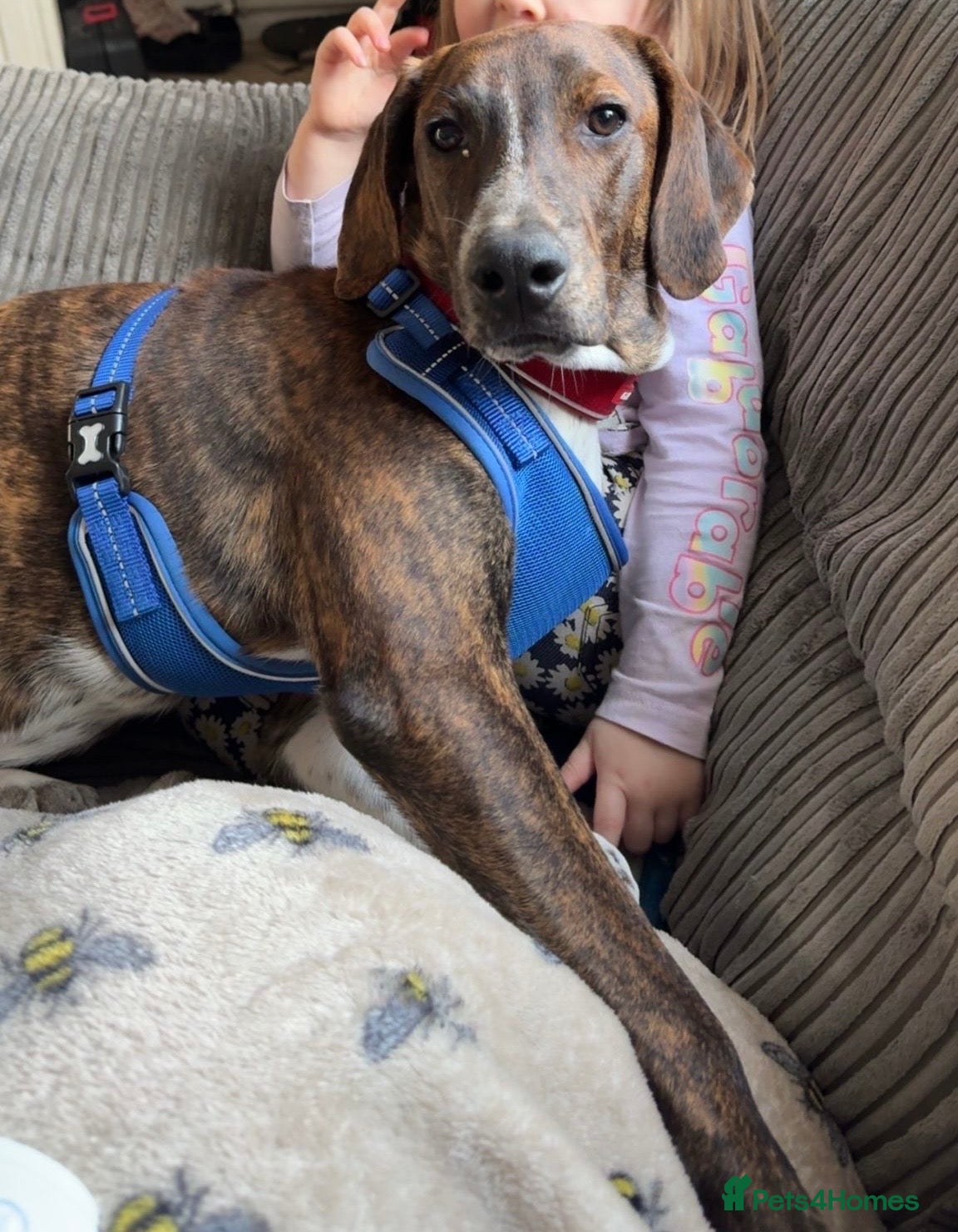 Mixed Breed dogs Billy is ready for his forever  in Liverpool - Advert 1