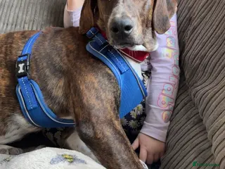 Mixed Breed dogs Billy is ready for his forever in Liverpool - Advert 1