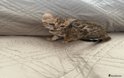 Bengal cats for sale: 🐾 Purebred Bengal Kittens for Sale 🐾 - Image 4