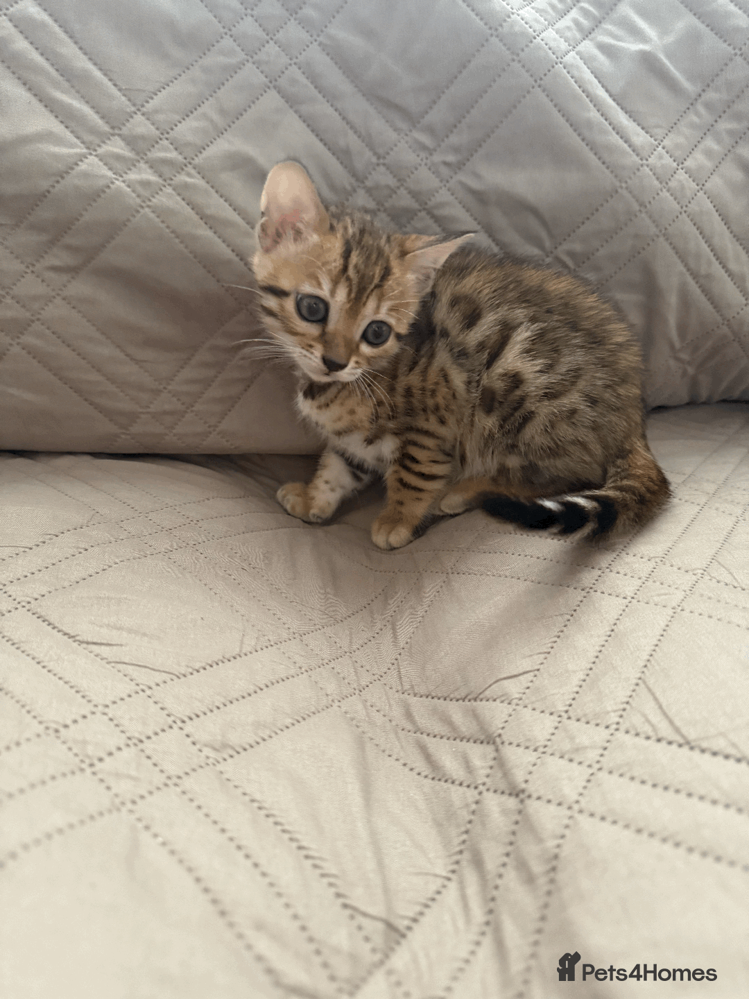 Bengal cats for sale: 🐾 Purebred Bengal Kittens for Sale 🐾 - Image 4