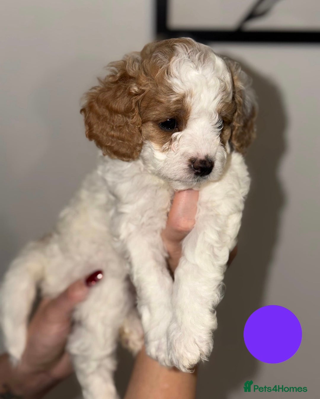 Cavapoo dogs for sale: Stunning Cavapoochon’s for sale (2 left) - Advert 9