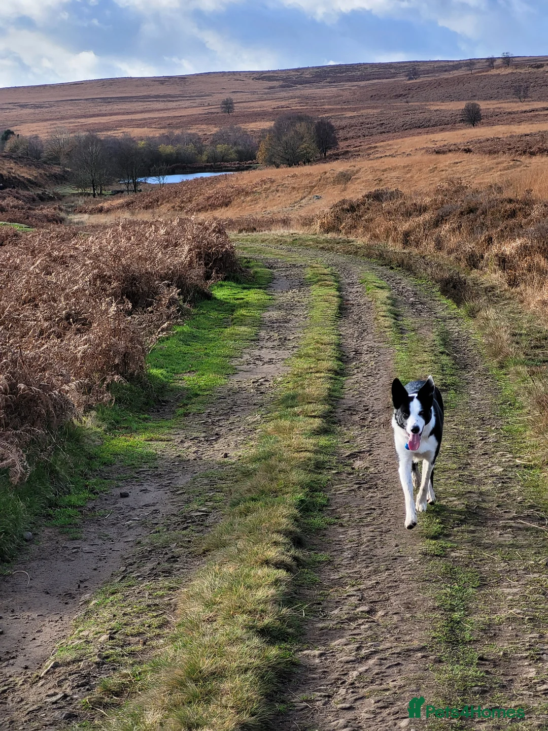Border Collie dogs for stud: Milo for stud (PROVEN) in Chesterfield - Advert 35