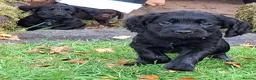 Cocker Spaniel dogs for sale: Cocker Spaniel puppies working line - Advert 18