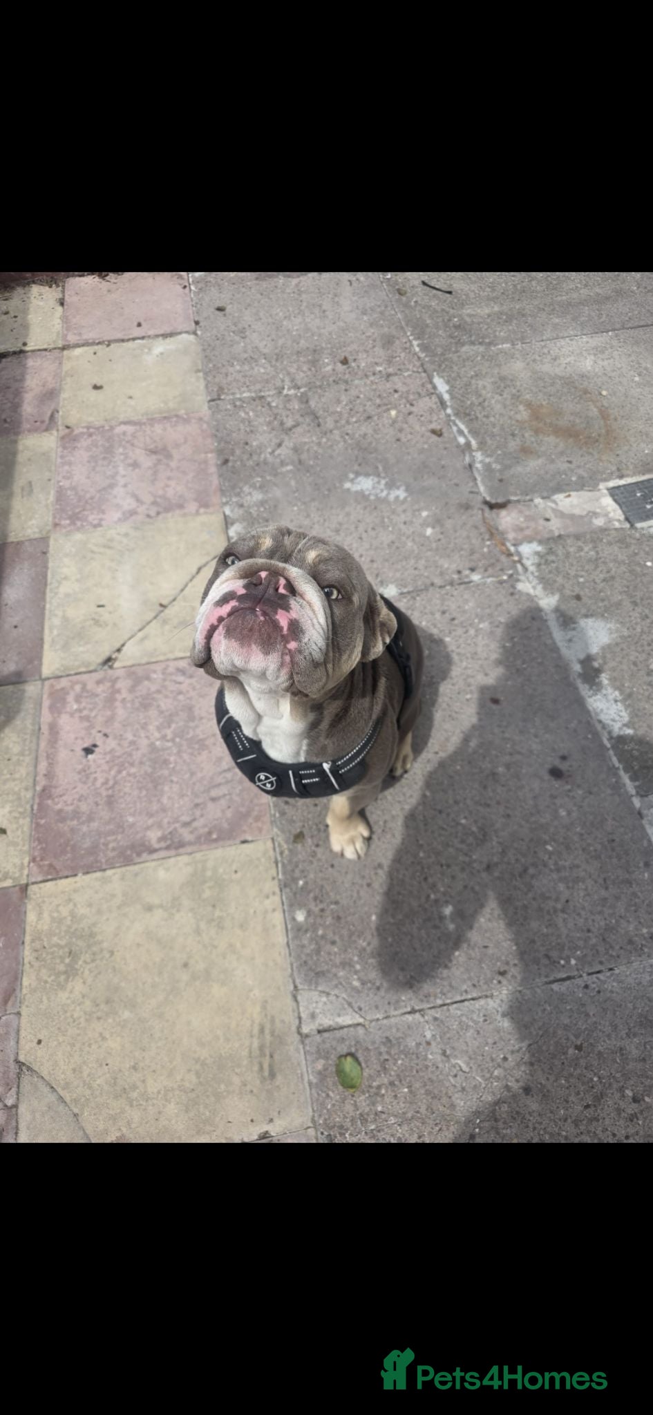 English Bulldog dogs British bulldog - Advert 11