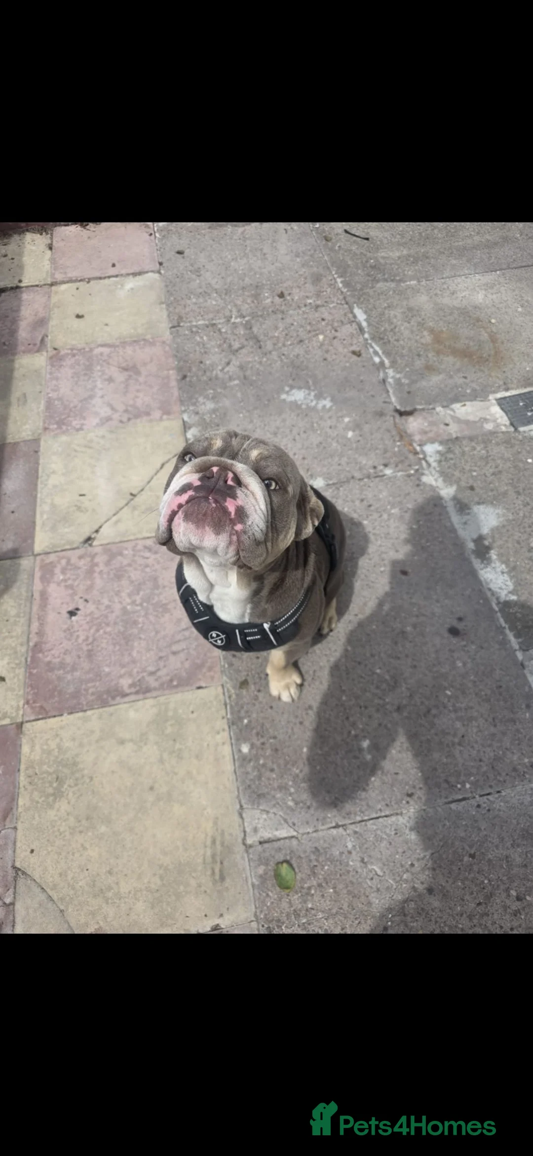 English Bulldog dogs for sale: British bulldog in Tipton - Advert 2