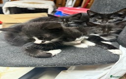 Korat cats for sale: KITTENS FOR FREE!!! NEED GONE ASAP! - Image 20