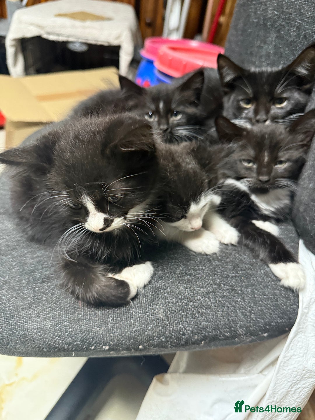Korat cats for sale: KITTENS FOR FREE!!! NEED GONE ASAP! - Image 20