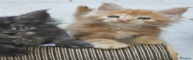 Maine Coon 5