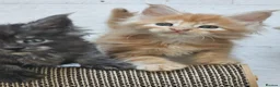 Maine Coon cats for sale: Tica Reg Maine coon kittens  in Truro - Advert 9