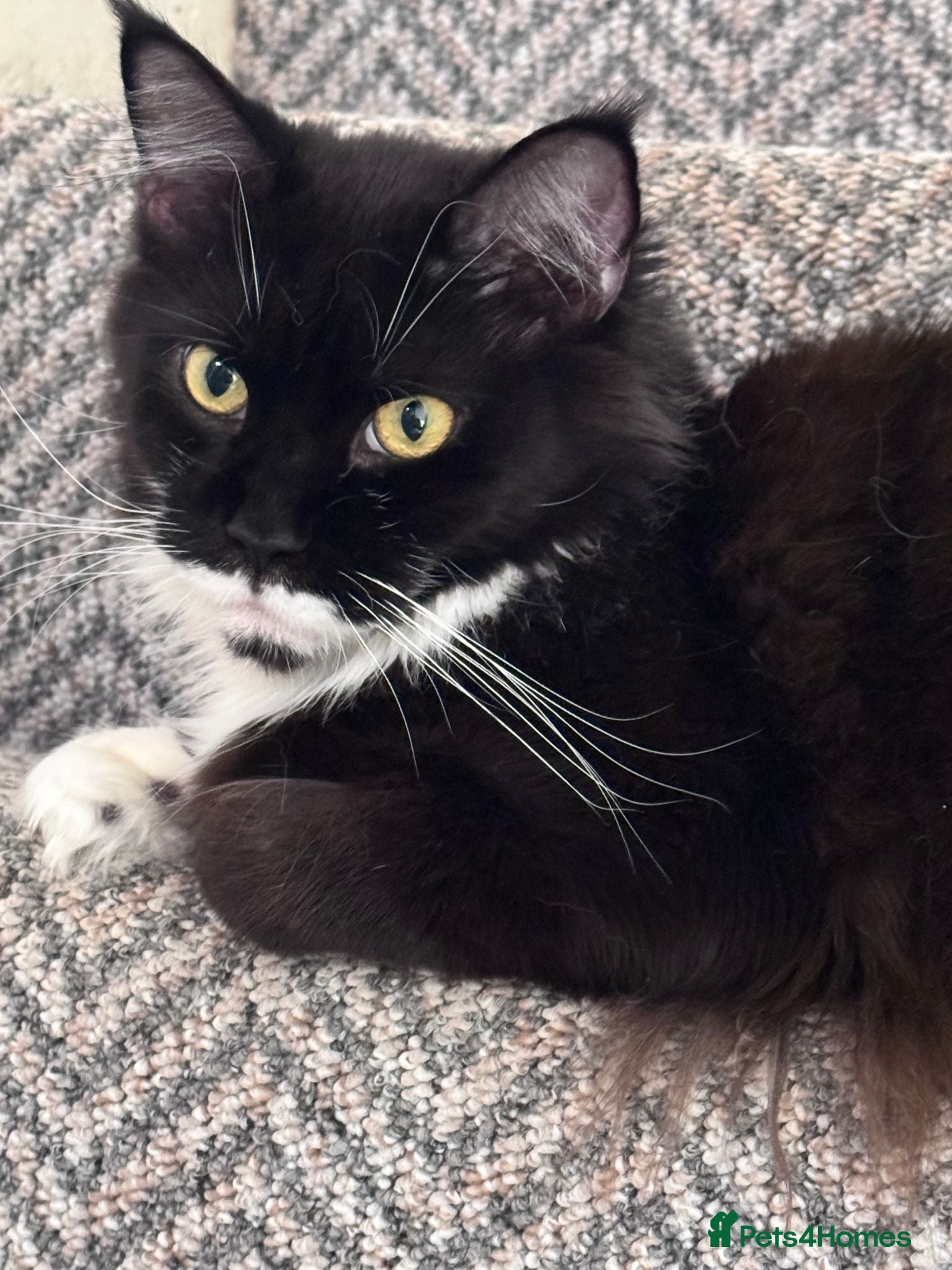 Maine Coon cats Two pedigree Maine Coon males for adoption - Advert 1