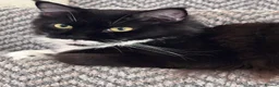Maine Coon cats for sale: Two pedigree Maine Coon males for adoption in Nottingham - Advert 1