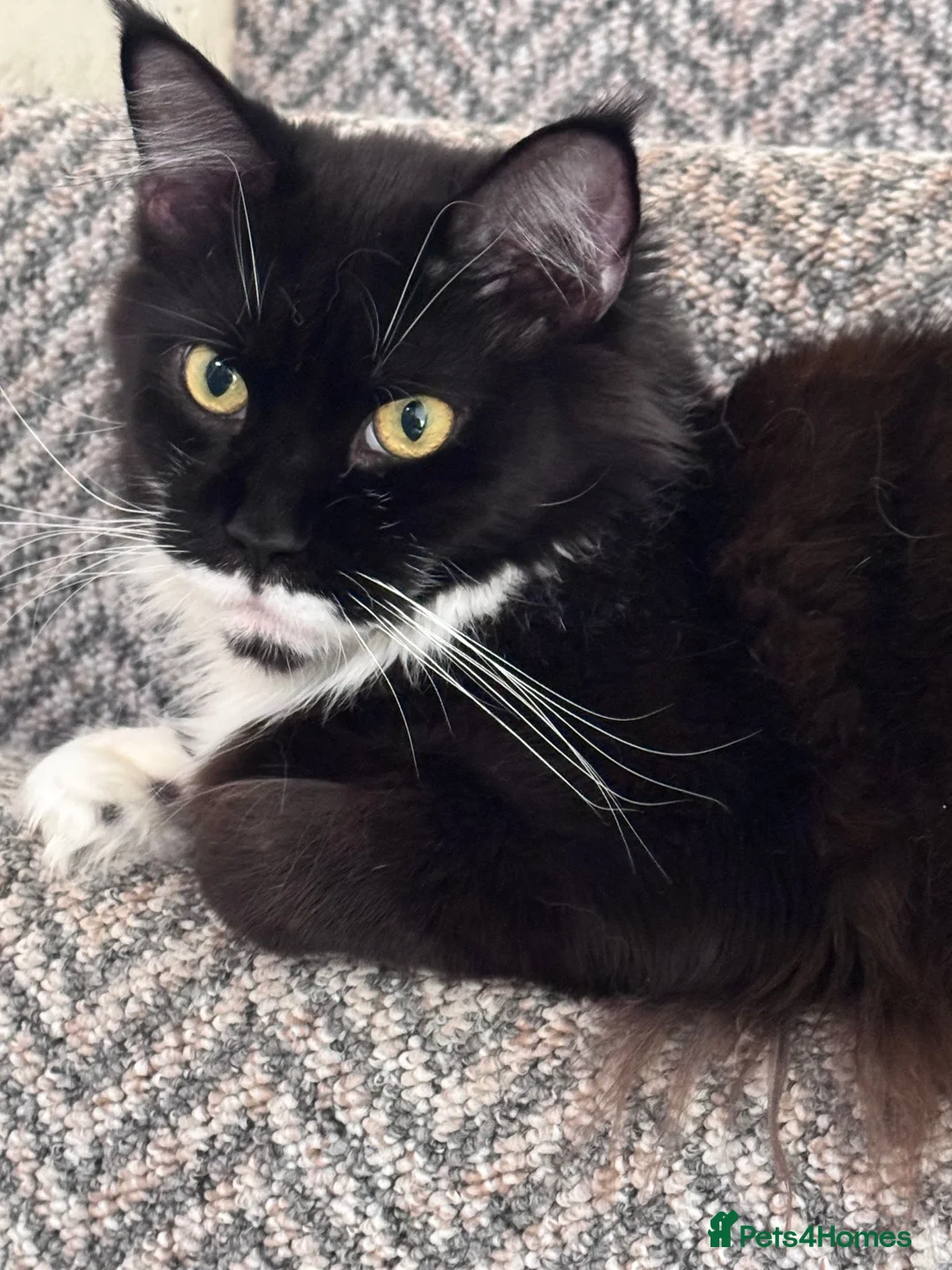 Maine Coon cats for sale: Two pedigree Maine Coon males for adoption in Nottingham - Advert 1