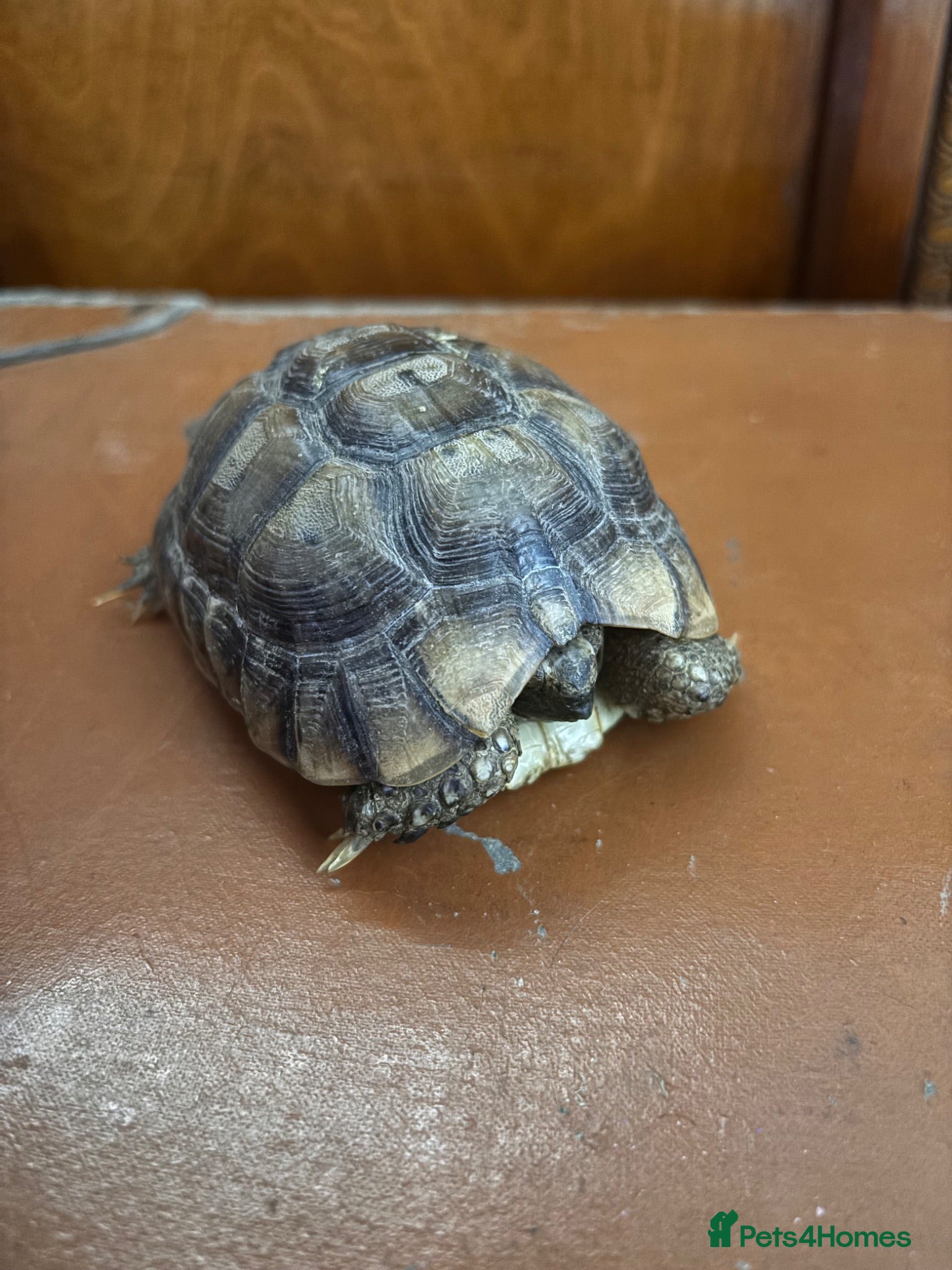 Tortoise reptiles Female Spur Thighed Tortoise 4 Years Old  - Advert 2