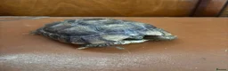 Tortoise reptiles for sale: Female Spur Thighed Tortoise 4 Years Old  in Romsey - Advert 2