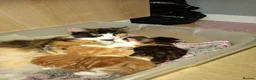 British Longhair cats for sale: 2 Beautiful Longhaired Kittens 1 Male 1 Female. in Dudley - Advert 2