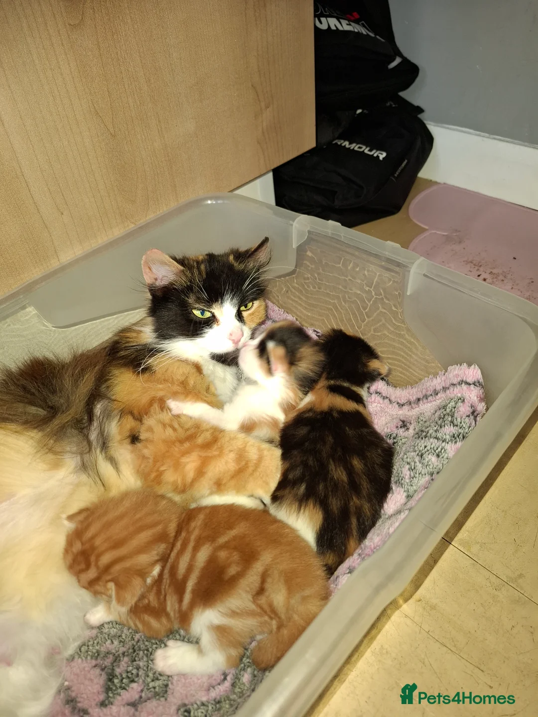 British Longhair cats for sale: 2 Beautiful Longhaired Kittens 1 Male 1 Female. in Dudley - Advert 2