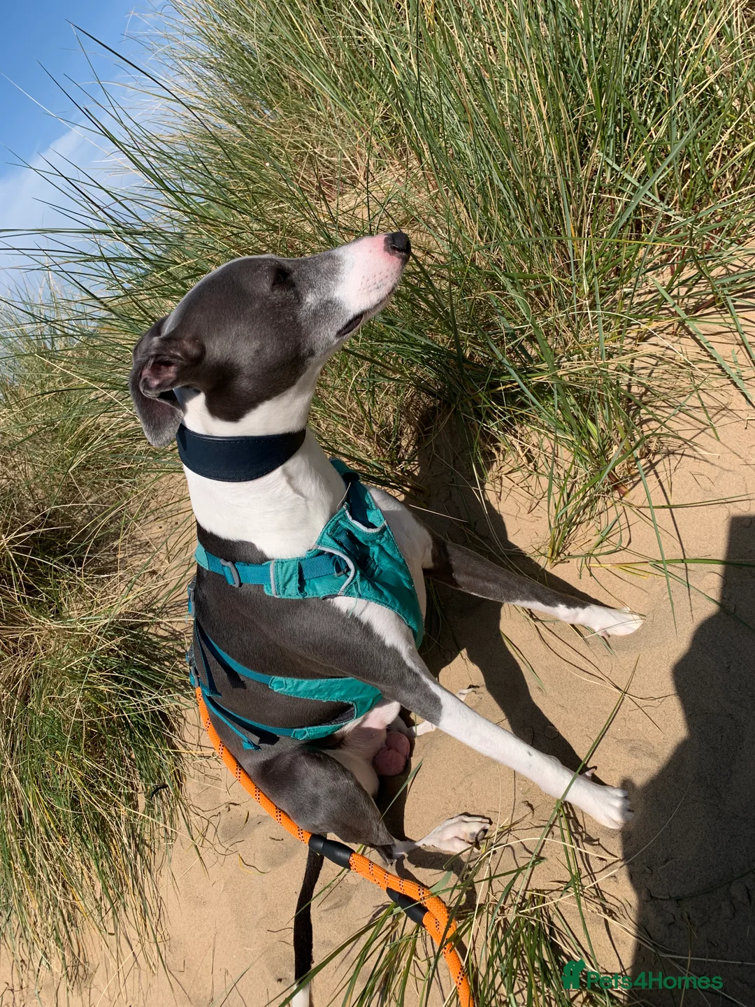 Whippet dogs for stud: Blue whippet for stud in Rochdale - Advert 6