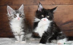 Maine Coon cats for sale: ✨Meet Cherry & Plum✨- TICA Reg - High Smoke-white - Image 20