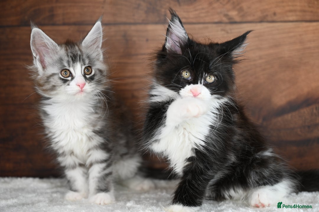 Maine Coon cats for sale: ✨Meet Cherry & Plum✨- TICA Reg - High Smoke-white - Image 20