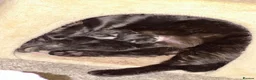 Mixed Breed cats for sale: 🖤Lovely Cats 🤍 - Advert 8
