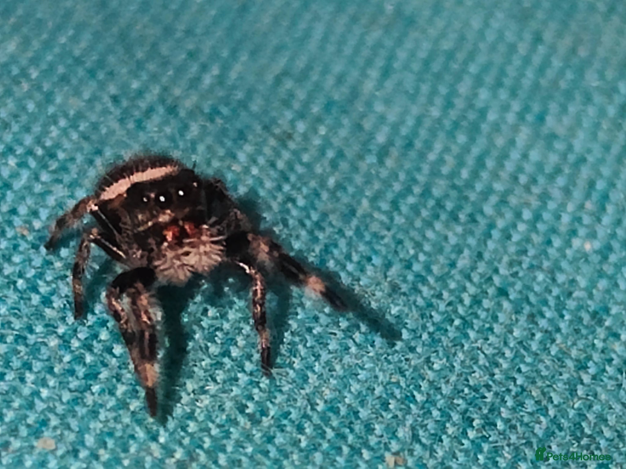 Spiders invertebrates Jumping spiders/Phidippus regius Everglades /// - Advert 14
