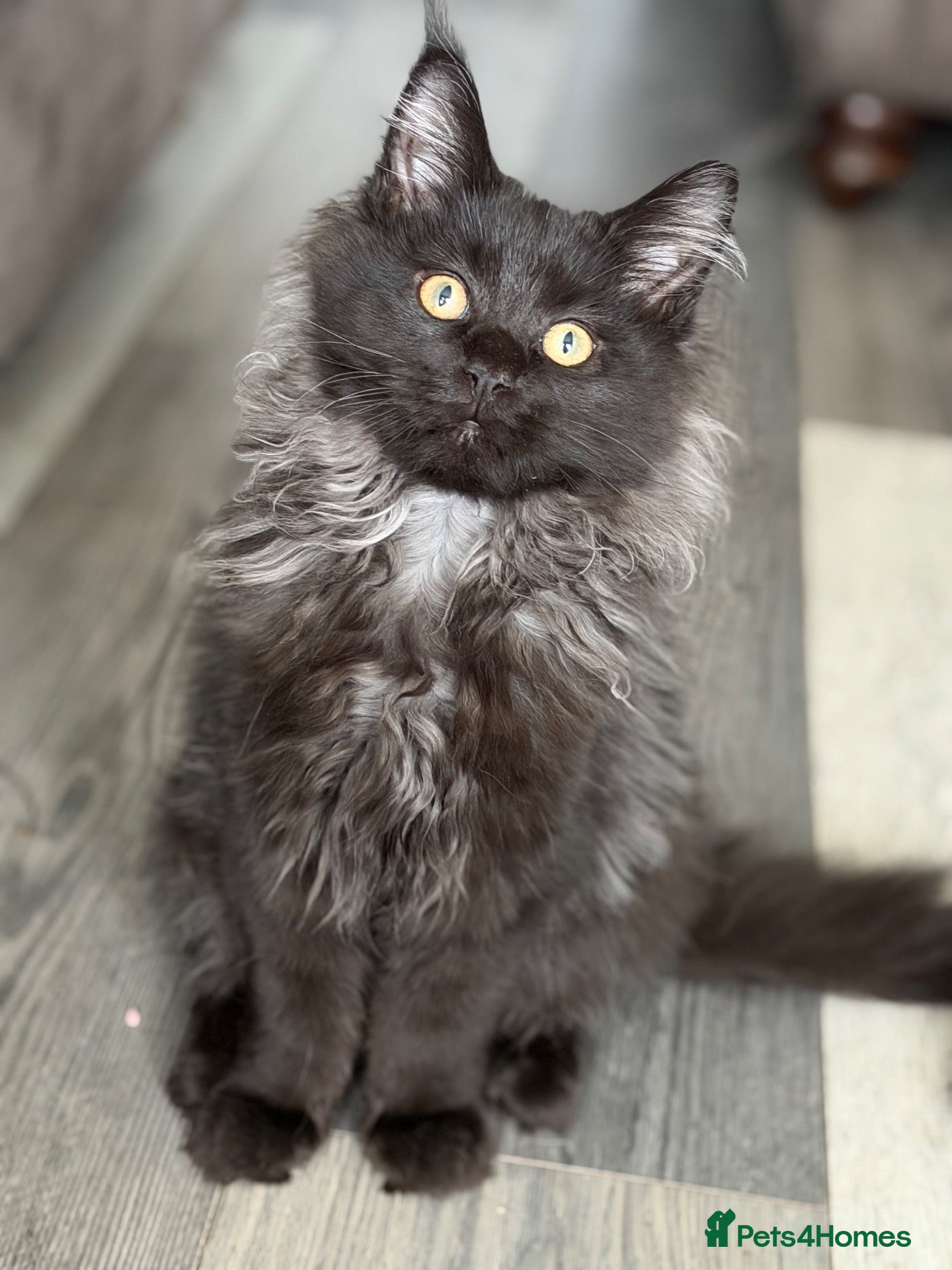 Maine Coon cats for sale: Tica registered black smoked male Maine coon - Advert 1