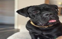 Cane Corso dogs for sale: Cane corso 18 months boy looking for a new home - Image 2