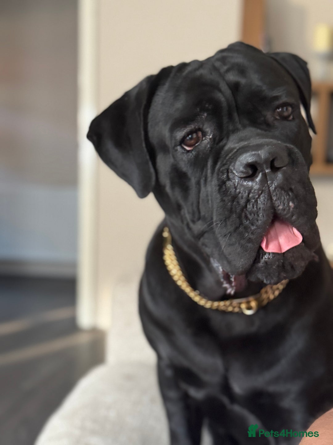 Cane Corso dogs for sale: Cane corso 18 months boy looking for a new home - Image 2