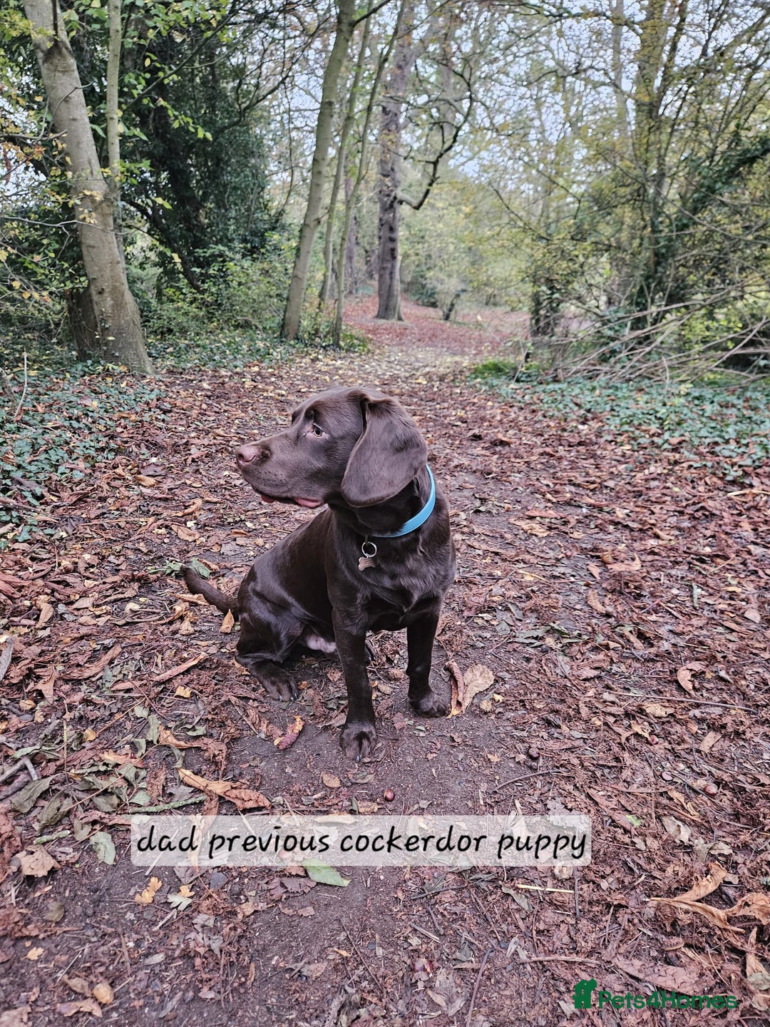 Cockerdor dogs for sale: F1 cockerdor puppies , cocker x labrador  - Image 29
