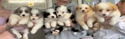Border Collie dogs for sale: Outstanding KC Show Border Collie Puppies in Wisbech - Advert 2