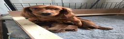 Cocker Spaniel dogs for sale: KC Reg FULLY health tested parents, working cocker in Ottery Saint Mary - Advert 8