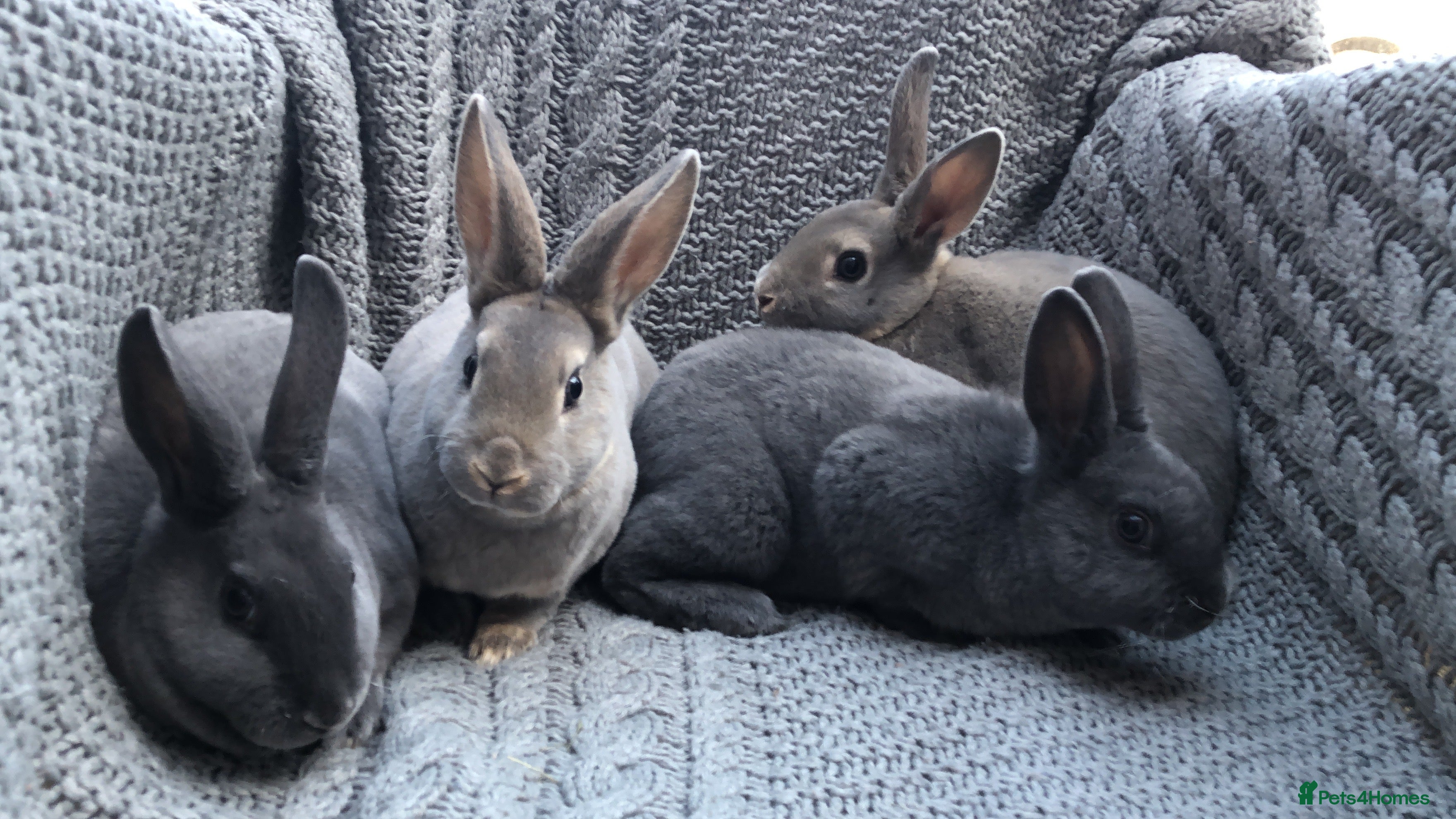 Rex rabbits Beautiful Purebreed Velvet Mini Rex rabbits - Advert 1