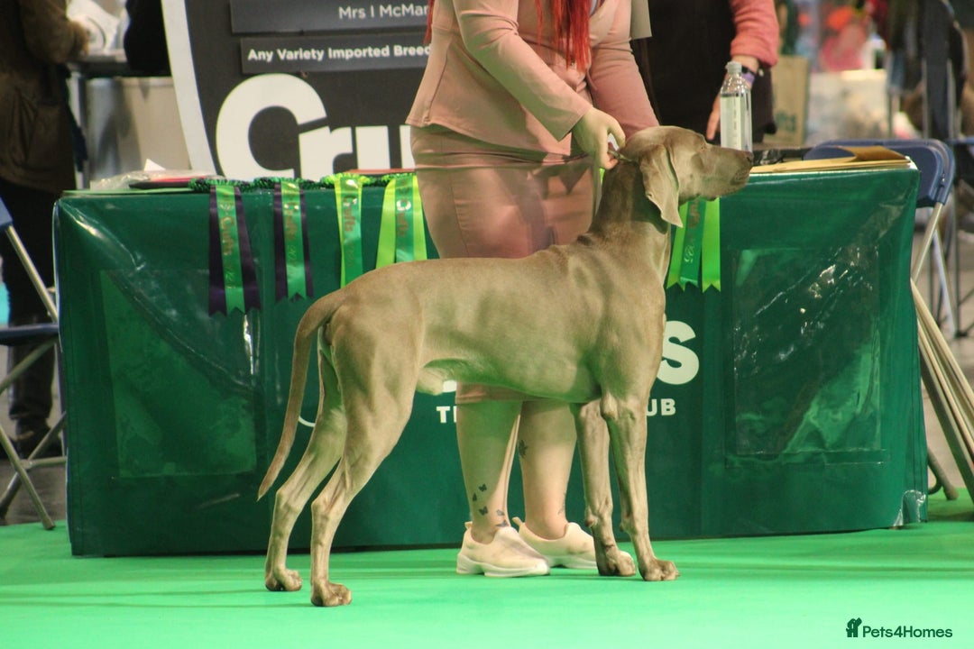 Weimaraner dogs for stud: Proven Stunning kc registered weimaraner for stud  in West Bromwich - Image 11