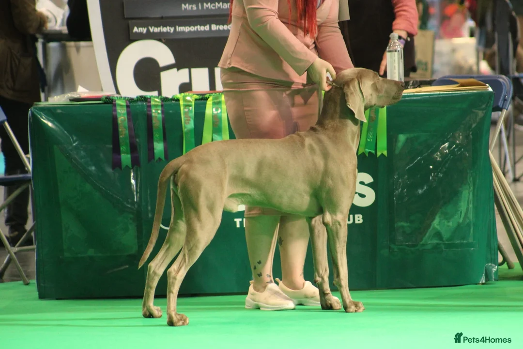 Weimaraner dogs for stud: Proven Stunning kc registered weimaraner for stud  in West Bromwich - Advert 11