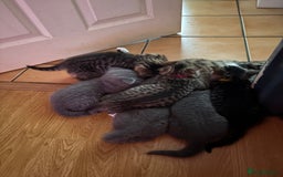 British Shorthair cats for sale: 6 Gorgeous British Shorthairs for sale  - Image 21