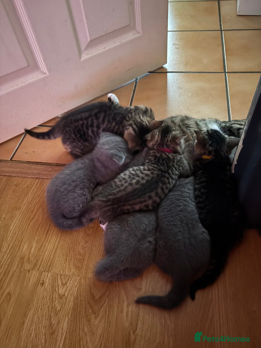 British Shorthair cats for sale: 6 Gorgeous British Shorthairs for sale  - Image 21