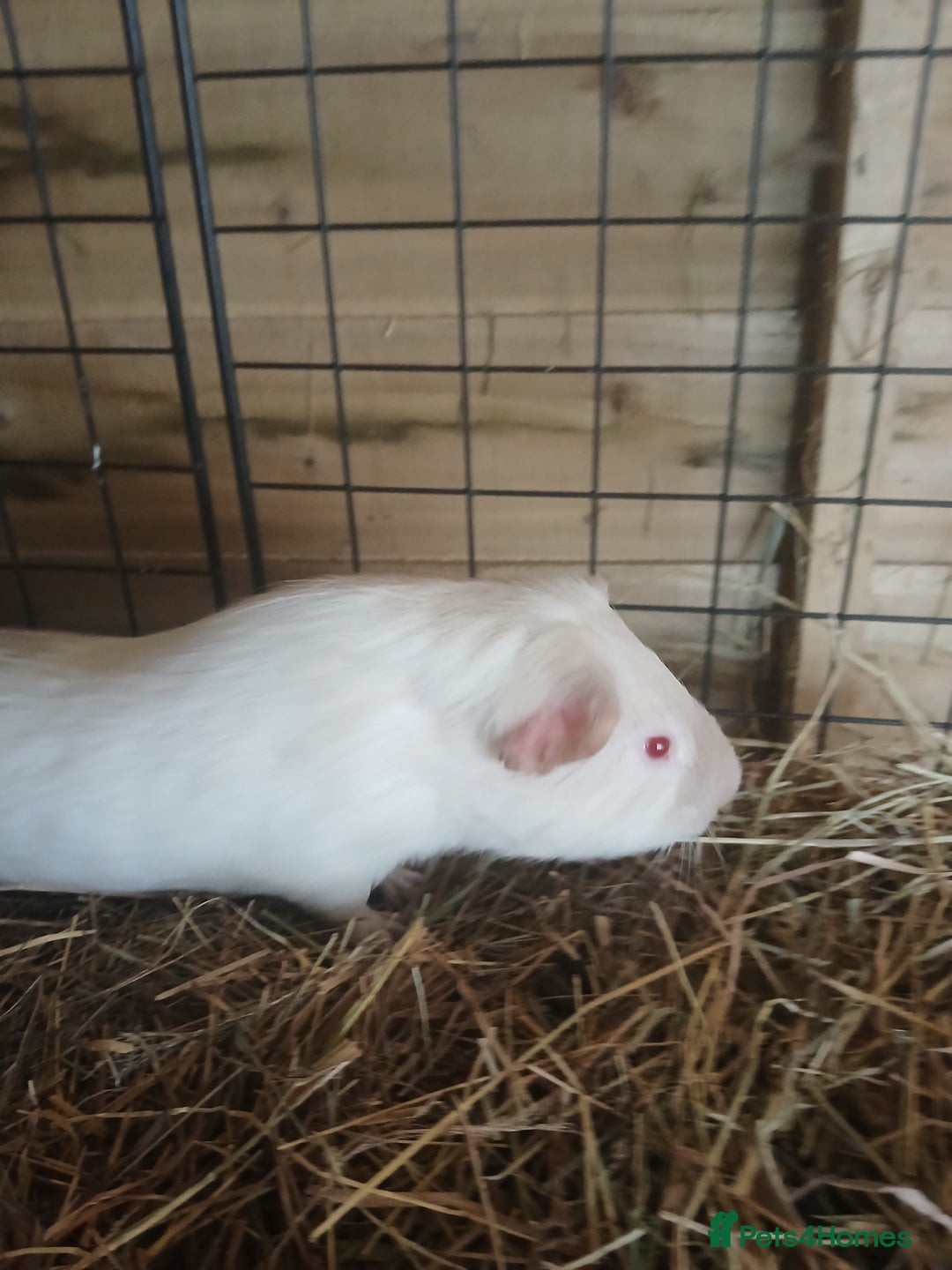 Guinea Pig rodents for sale: Boar Guinea Pigs for Sale £30 ( REDUCED) - Image 2