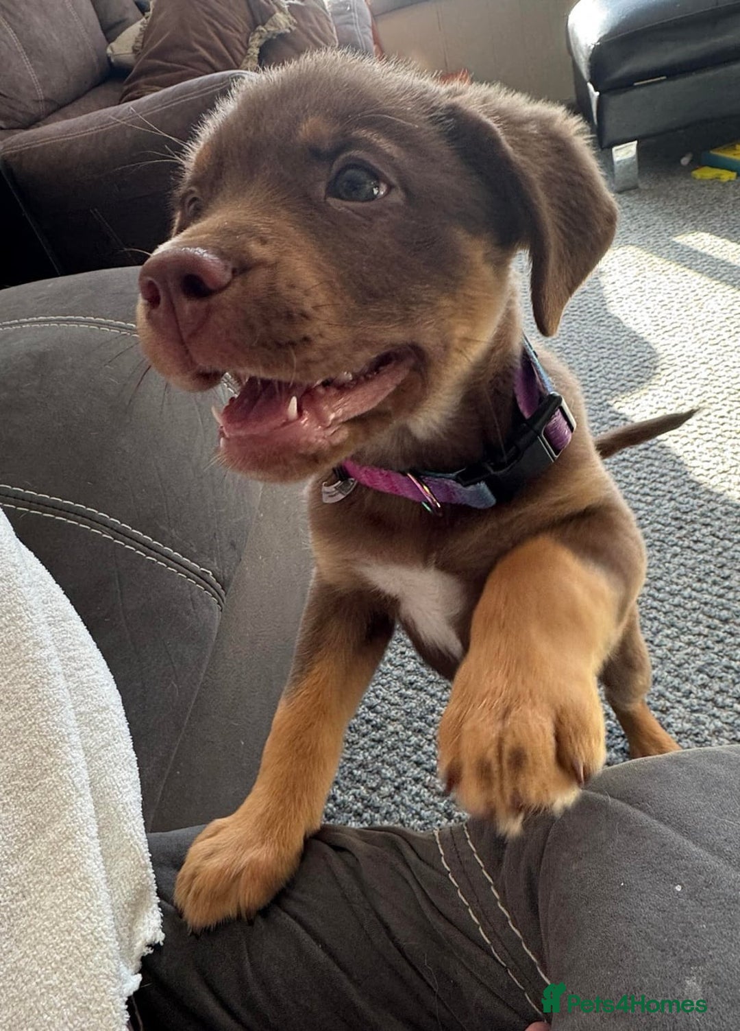 Rottweiler dogs for sale: Beautiful Rottweiler With a Loving Personality 🐕 - Advert 4