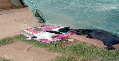 Sprocker dogs - Advert 3