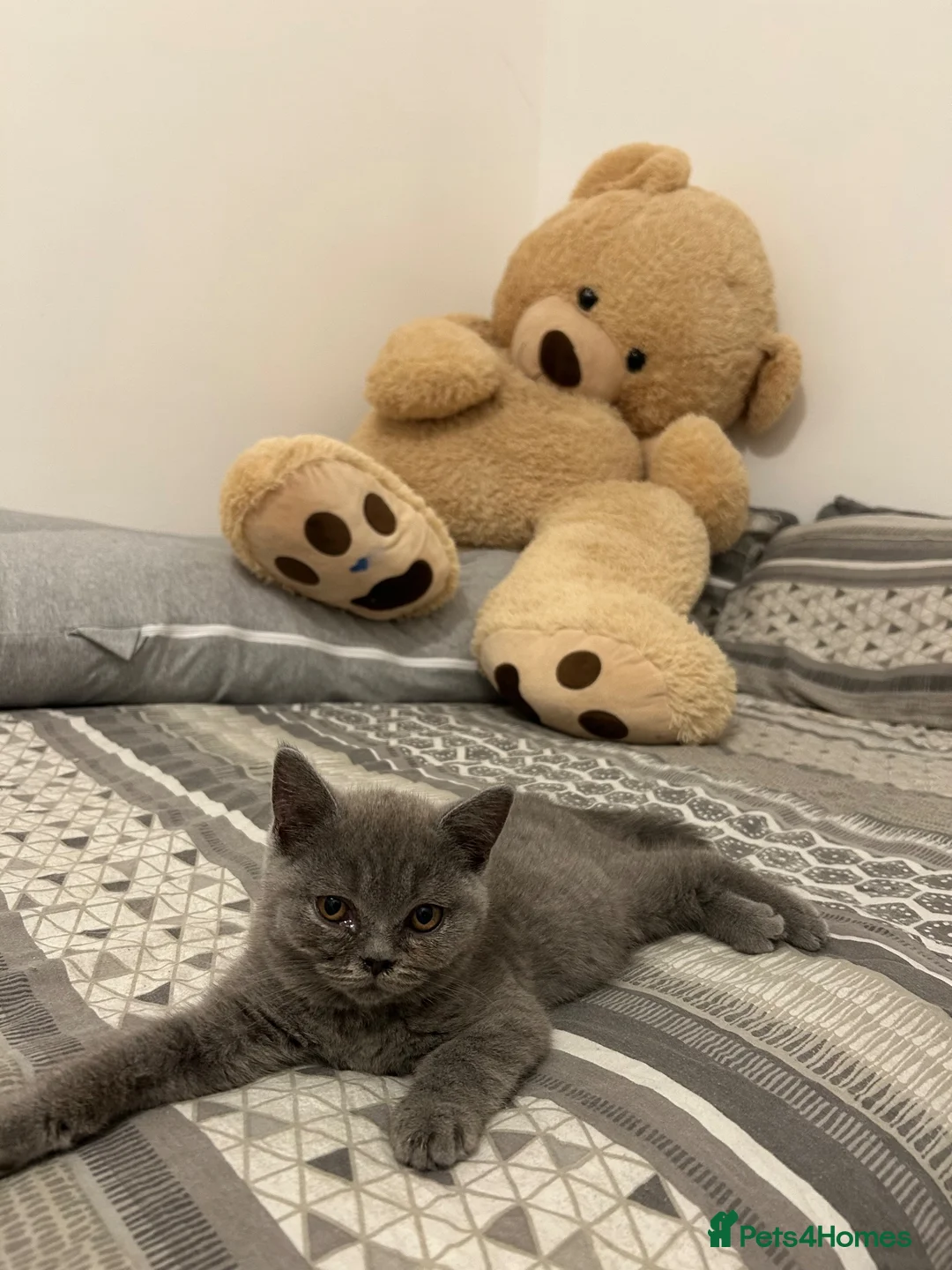 British Shorthair cats for sale: British Shorthair Kitten - Advert 5