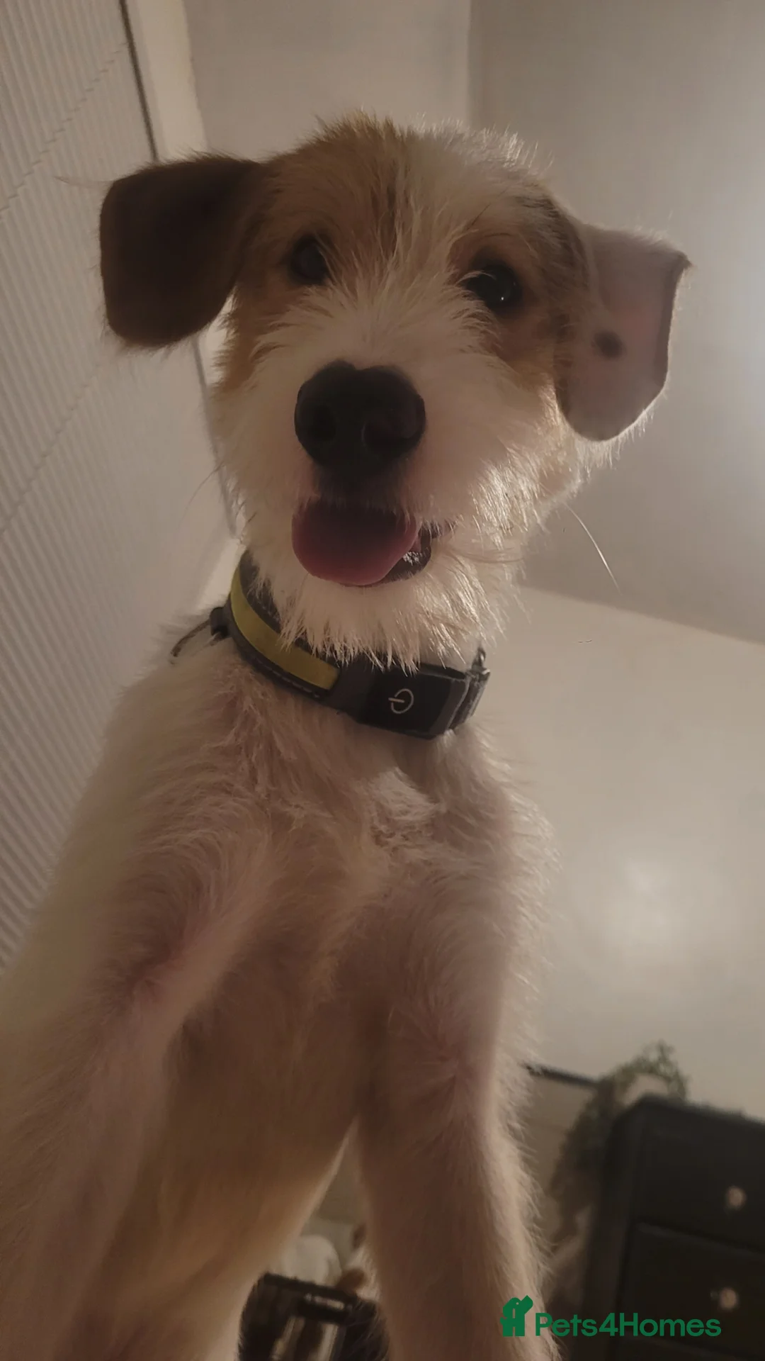 Mixed Breed dogs for sale: 9 month old Ronnie  - Advert 3