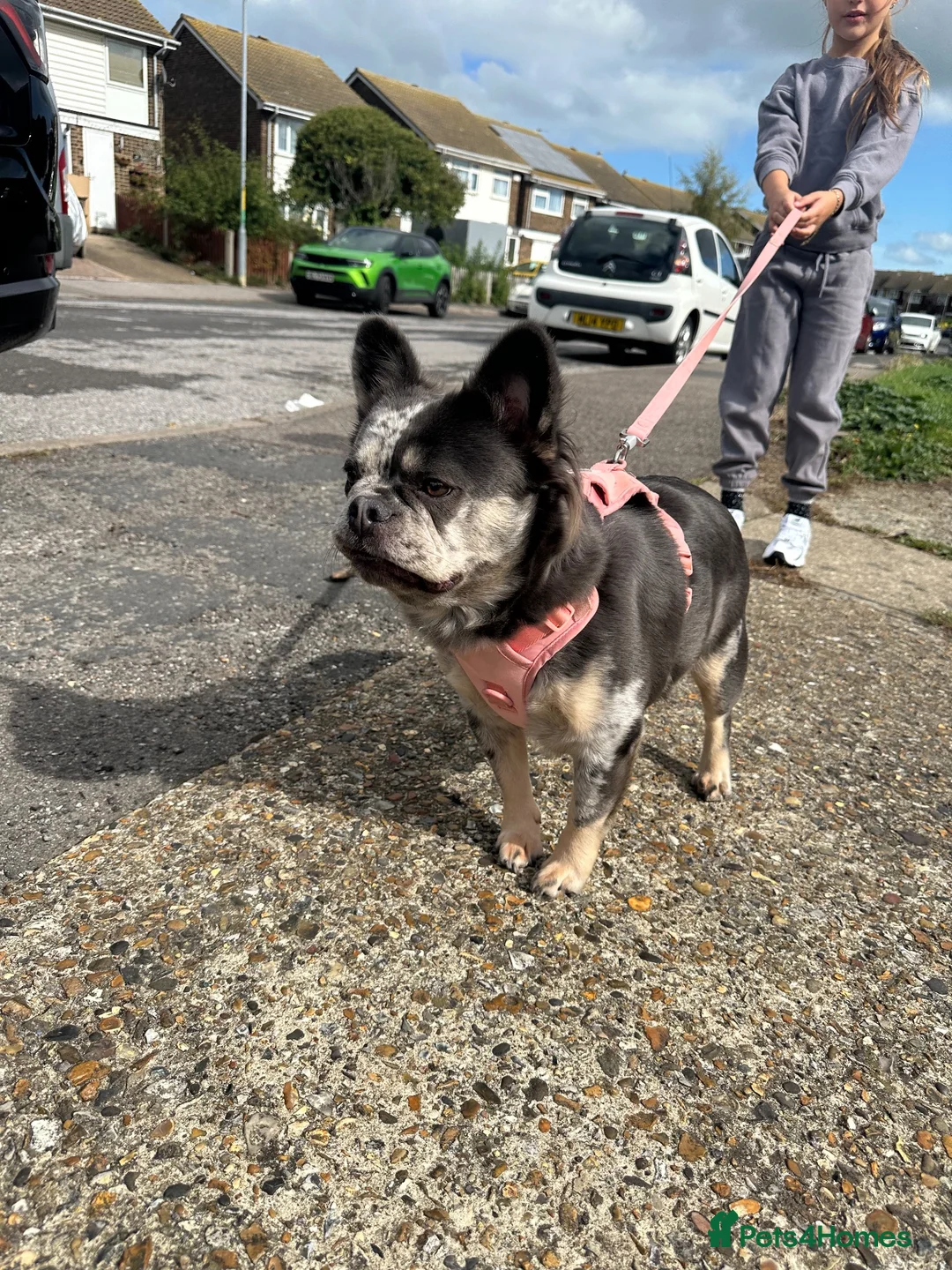 French Bulldog dogs for sale: Blue Merle Fluffy Frenchie – Loving Pet Home Only - Advert 6